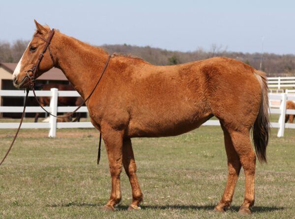 Palomino mare
