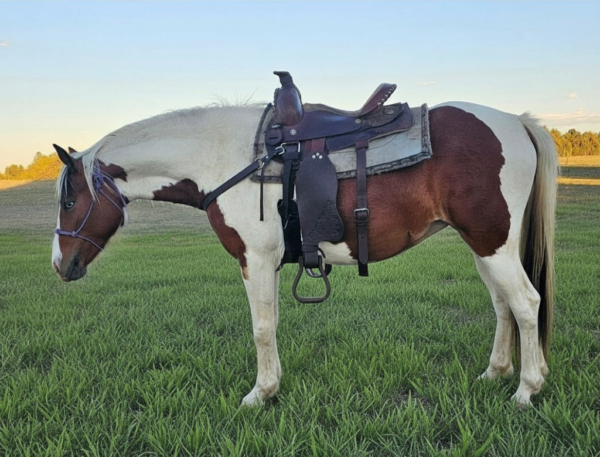 Beautiful Paint welsh pony