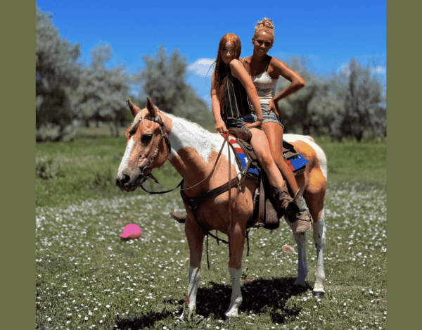 Paint Gelding