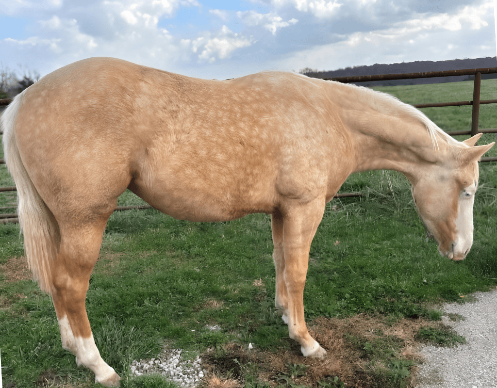 Gunner Bred Granddaughter