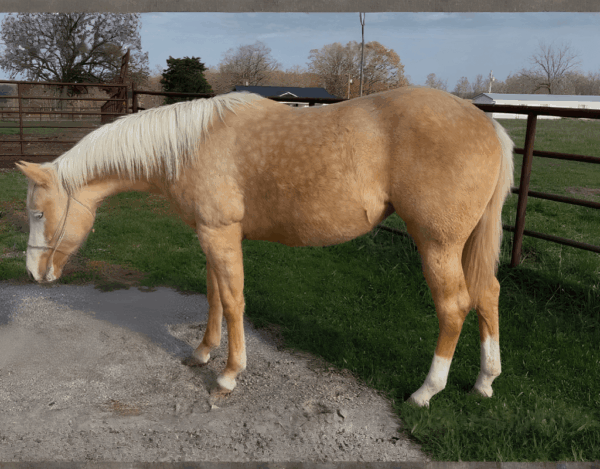 Gunner Bred Granddaughter