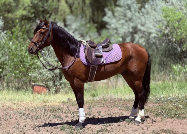 Commander bay gelding