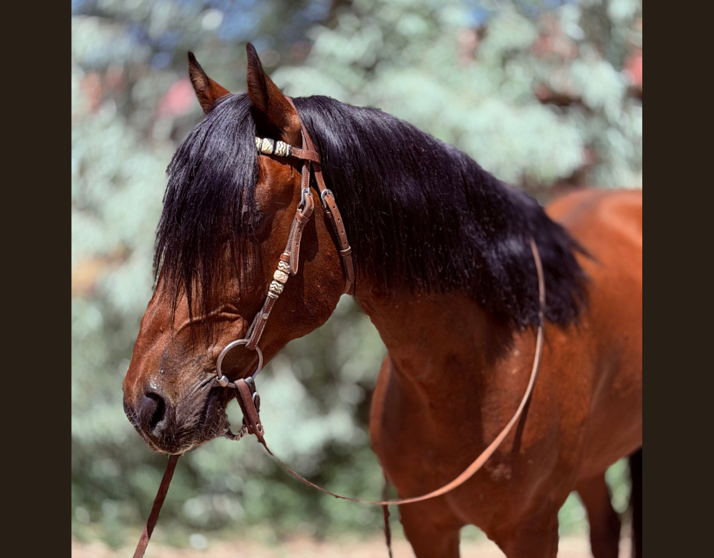 Commander bay gelding