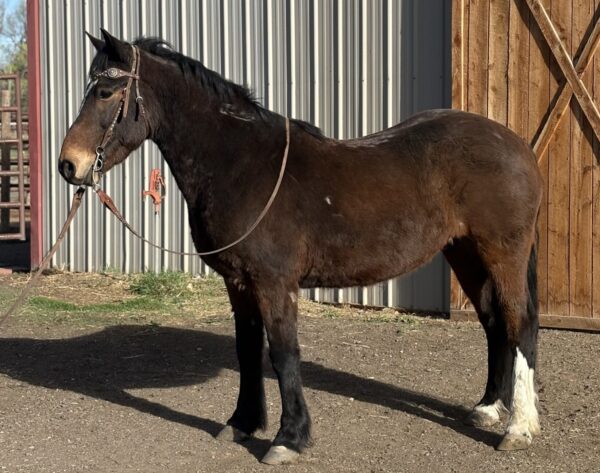 Bay Gelding