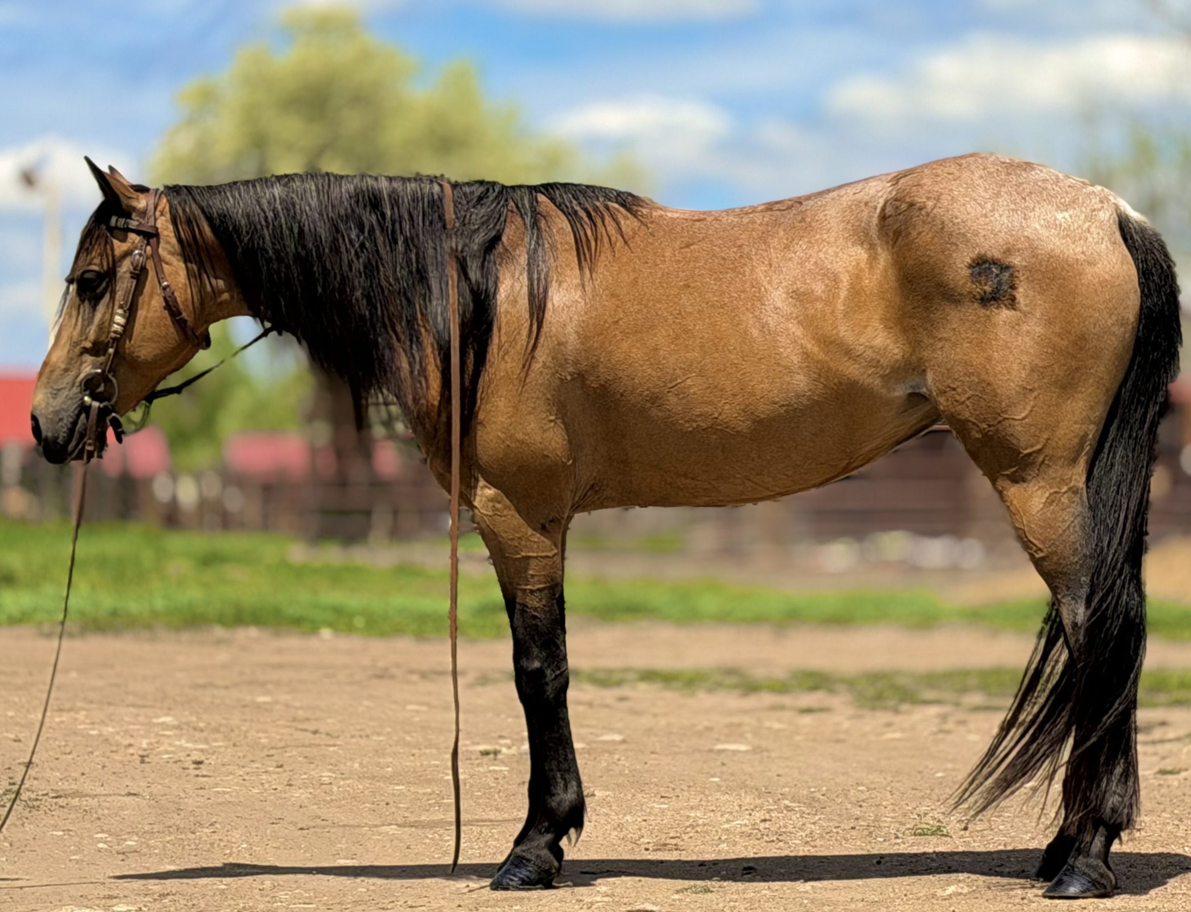 buckskin