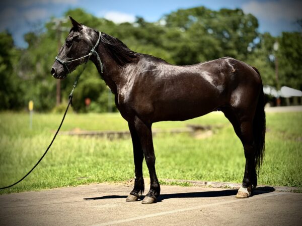 Black pony