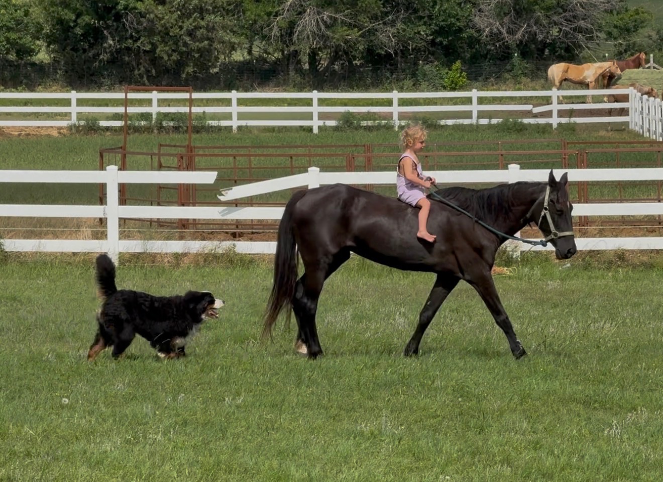 Black pony