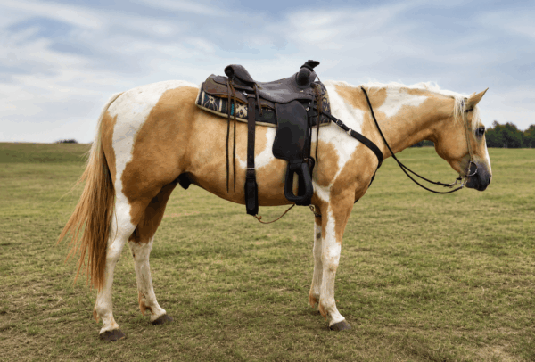 Palomino paint gelding