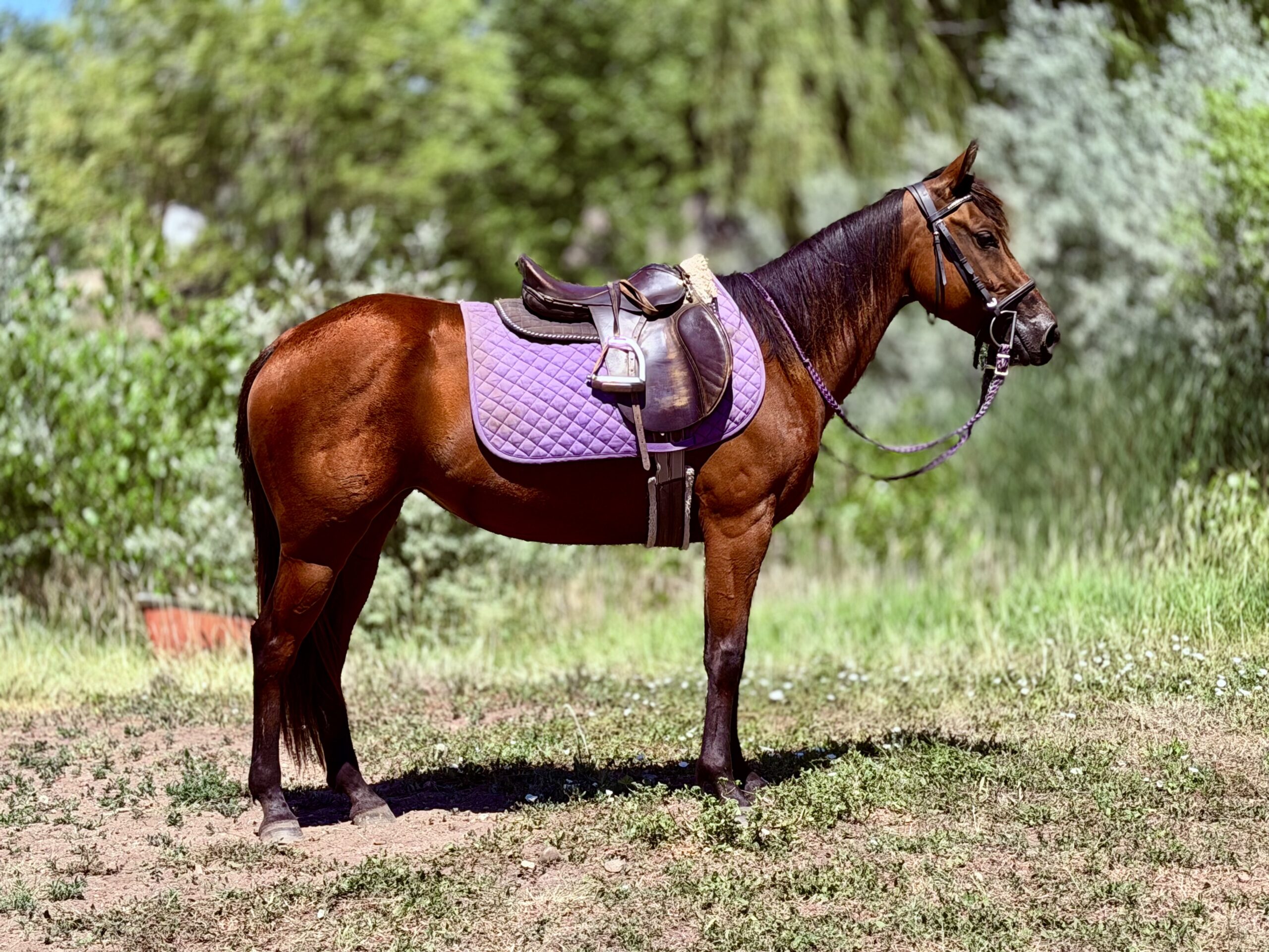 Lady - Image 2