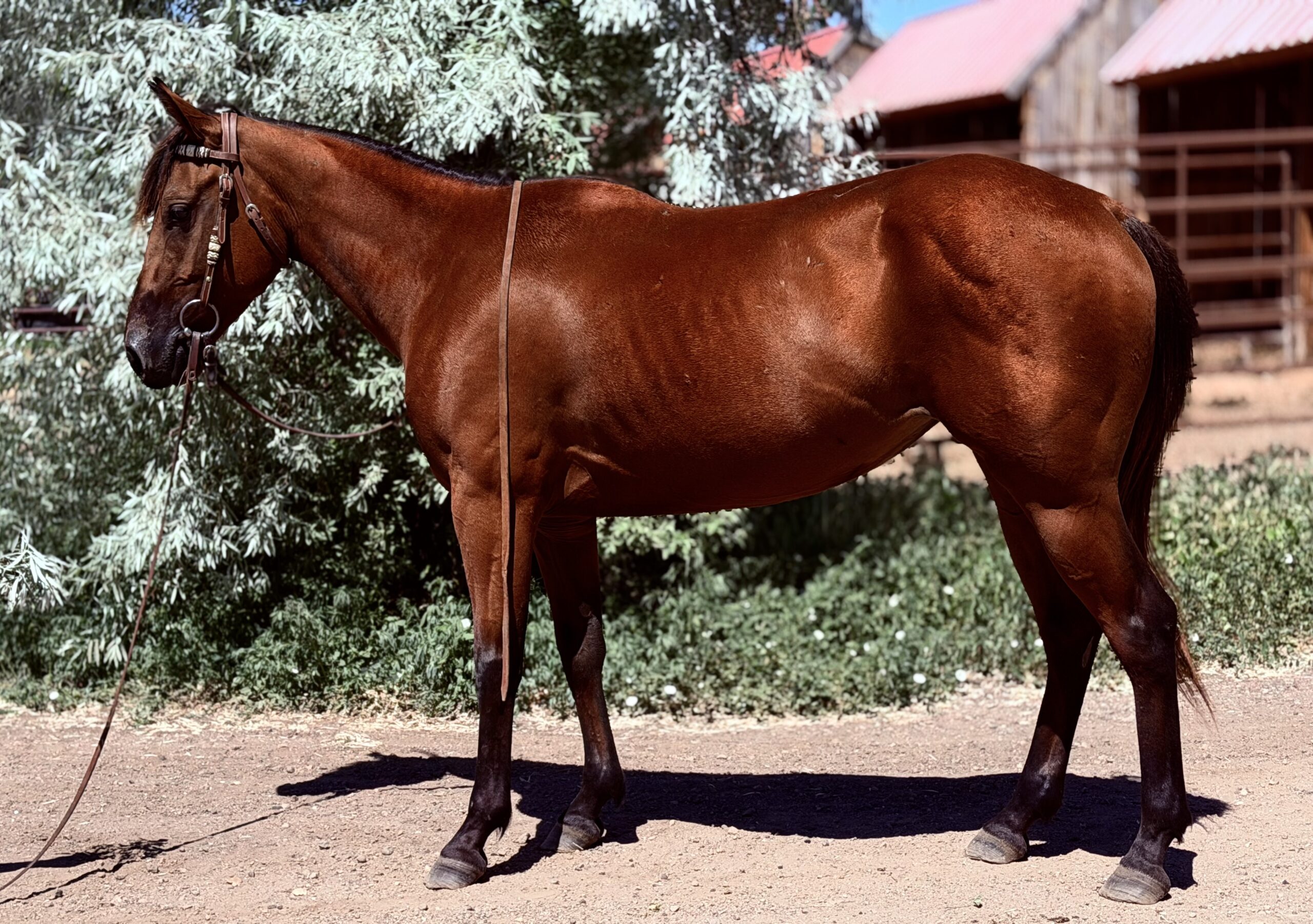 younbaymare