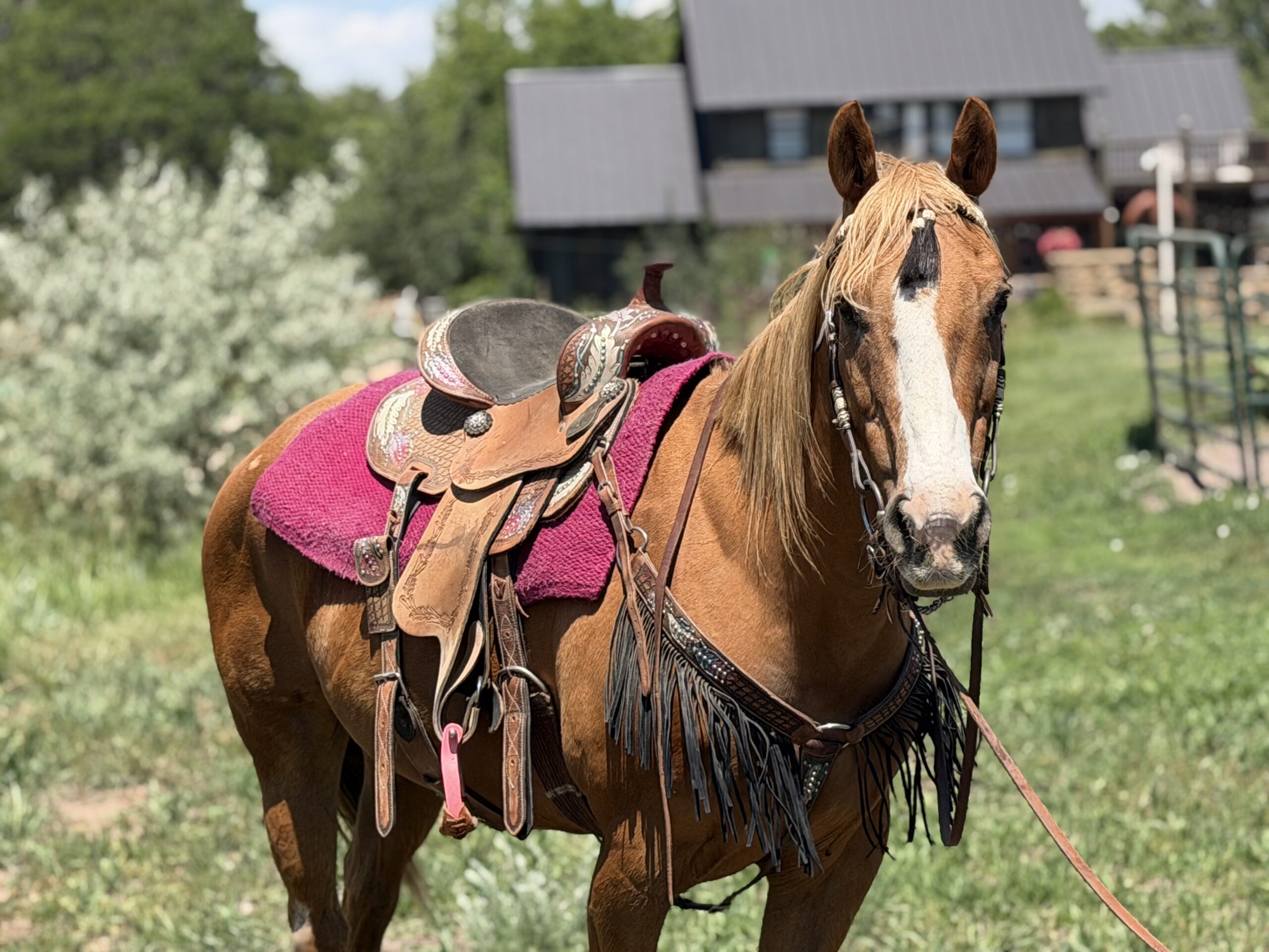 Palomino mare