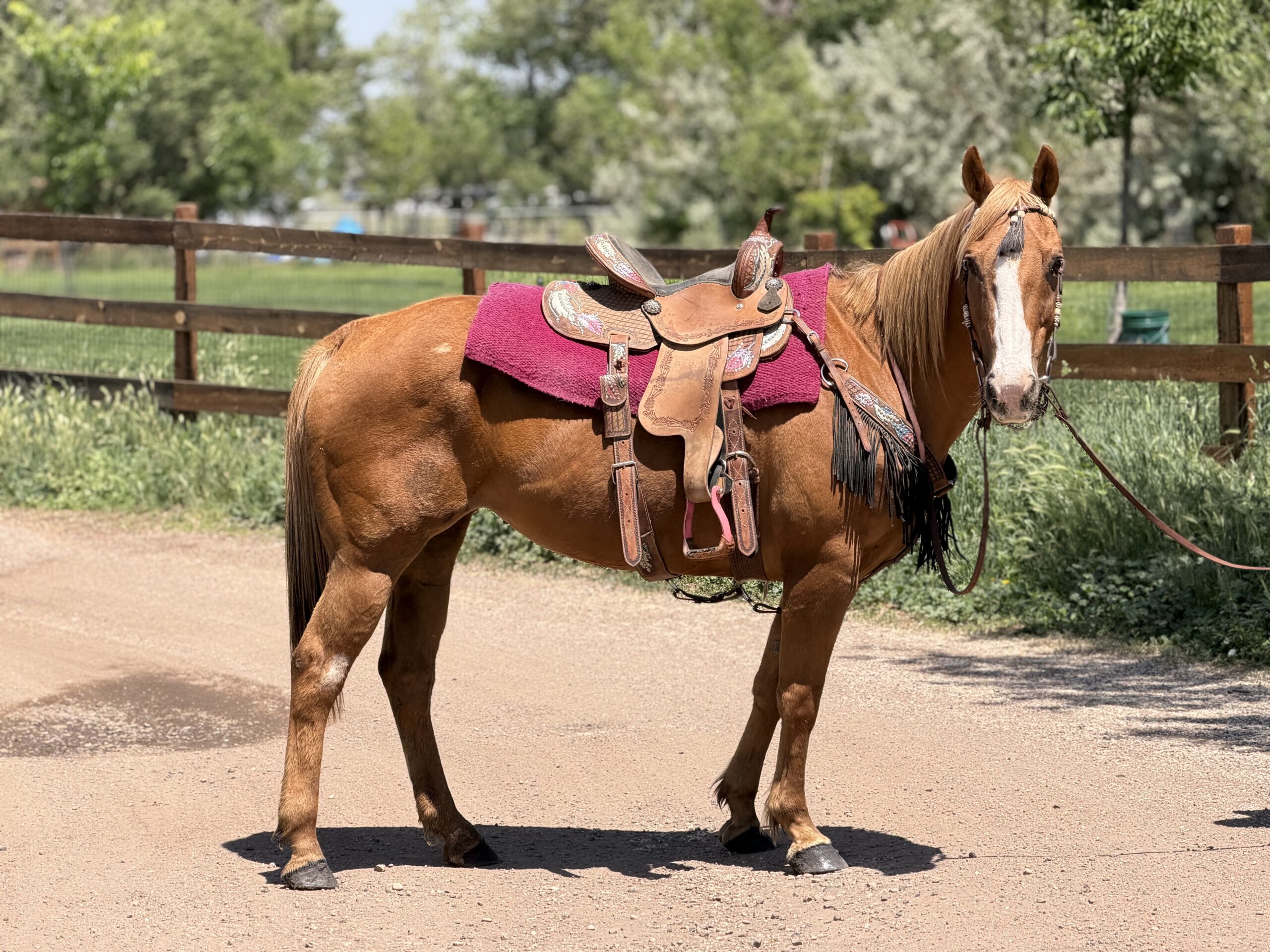 Palomino mare