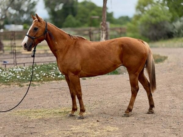 Palomino mare