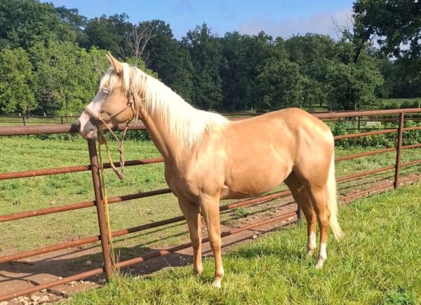 Gunner Bred Granddaughter