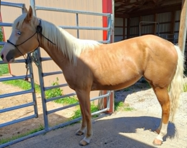 Gunner Bred Granddaughter