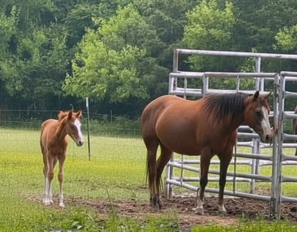 Mare and colt