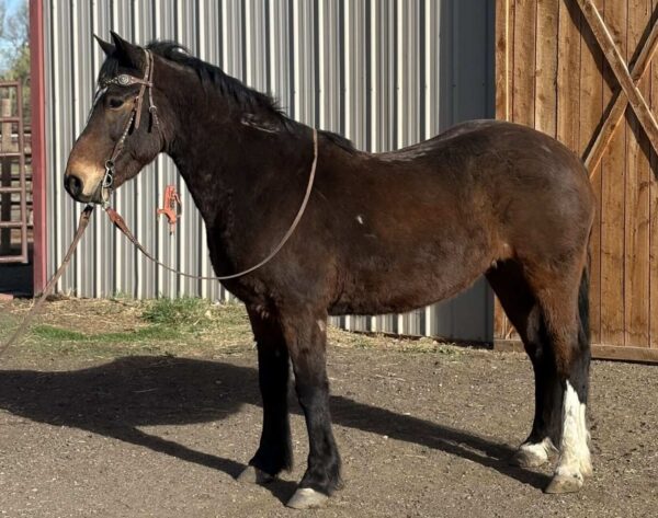 Bay Gelding