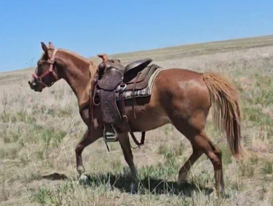 sorrel horse