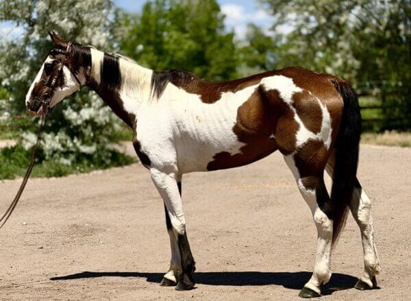 Paint Gelding