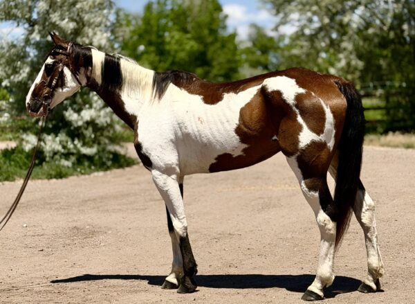Paint gelding
