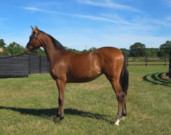 Registered Bay Filly