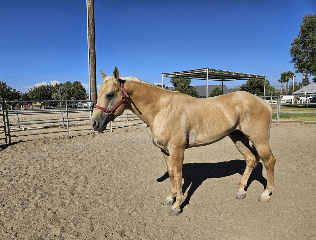 Palomino QH Stallion