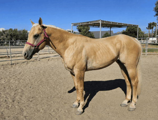 Palomino QH Stallion