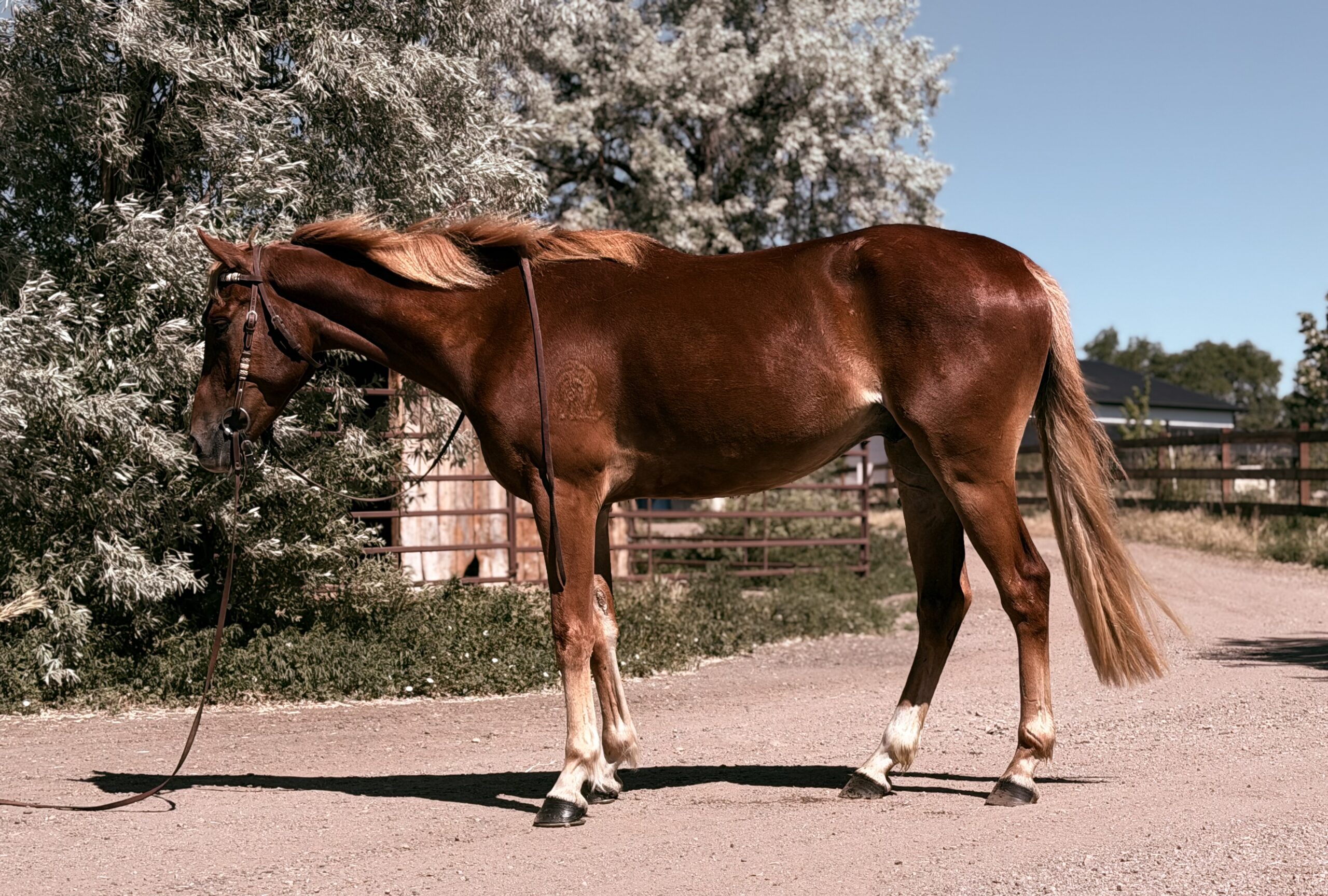 Sorrel, OH/Belgian Cross gelding