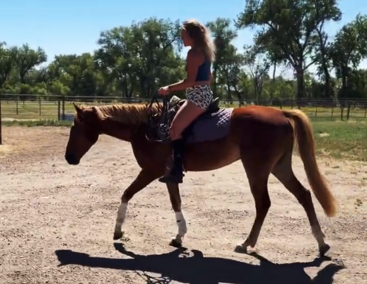 Sorrel, OH/Belgian Cross gelding