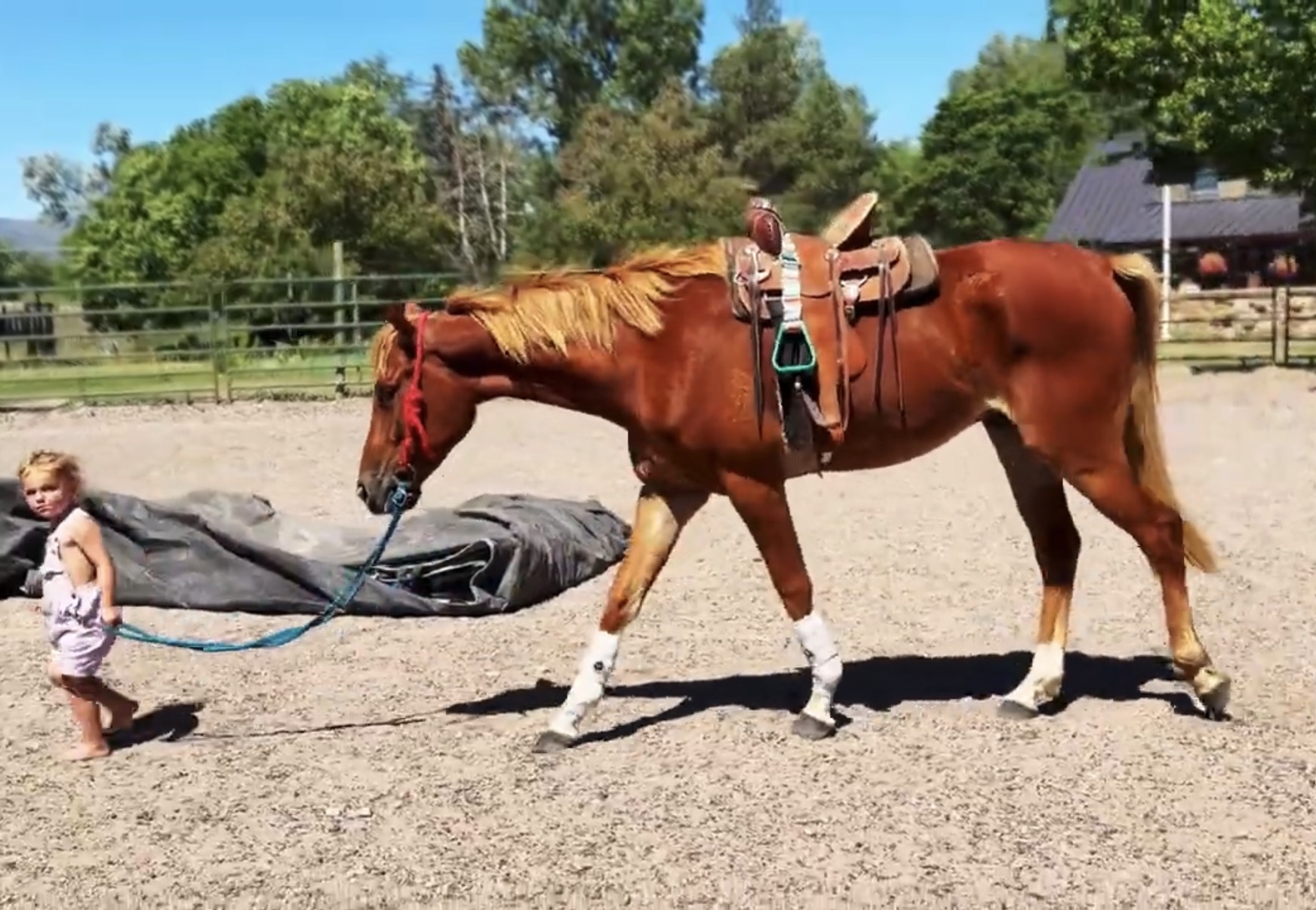 Sorrel, OH/Belgian Cross gelding
