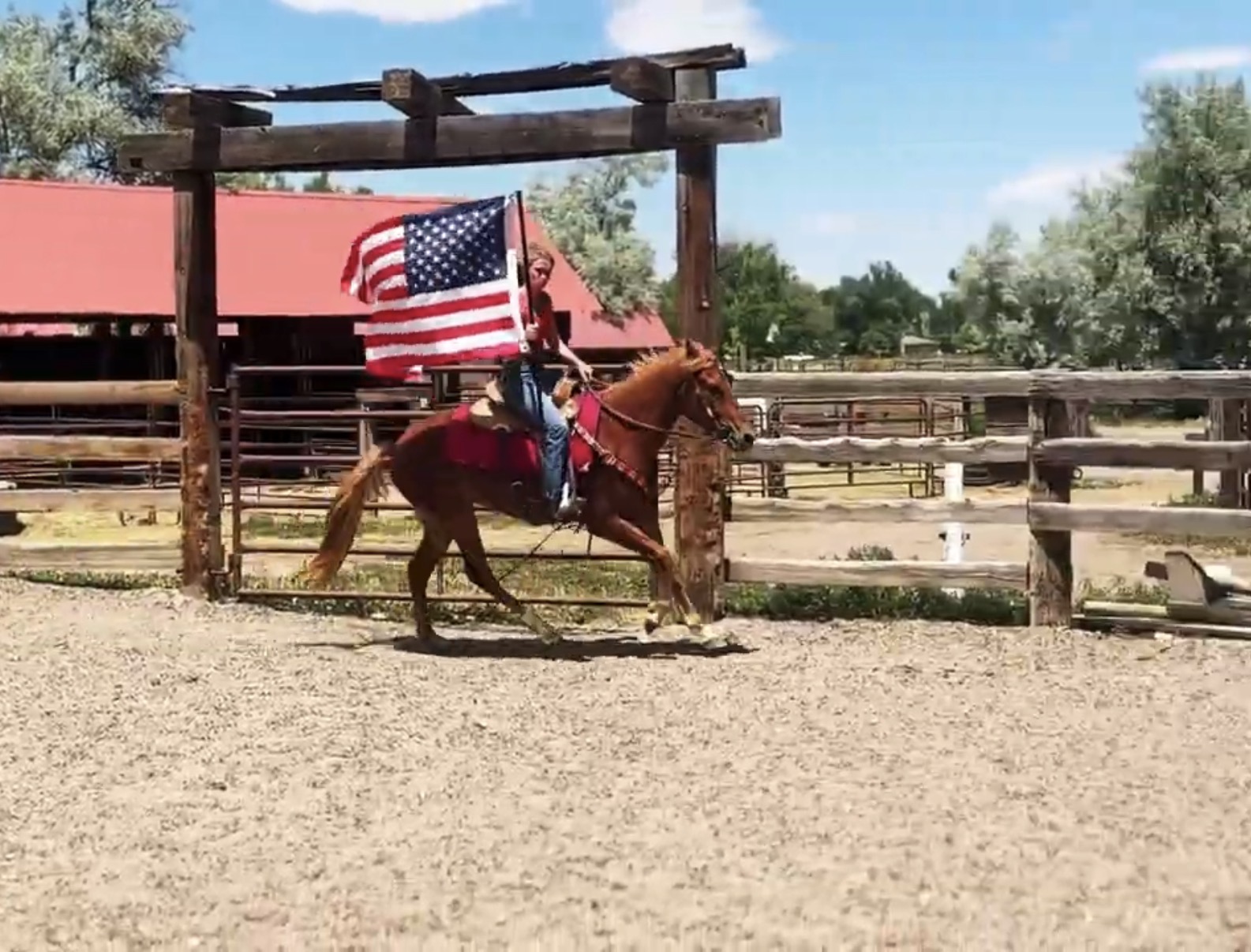 Sorrel, OH/Belgian Cross gelding