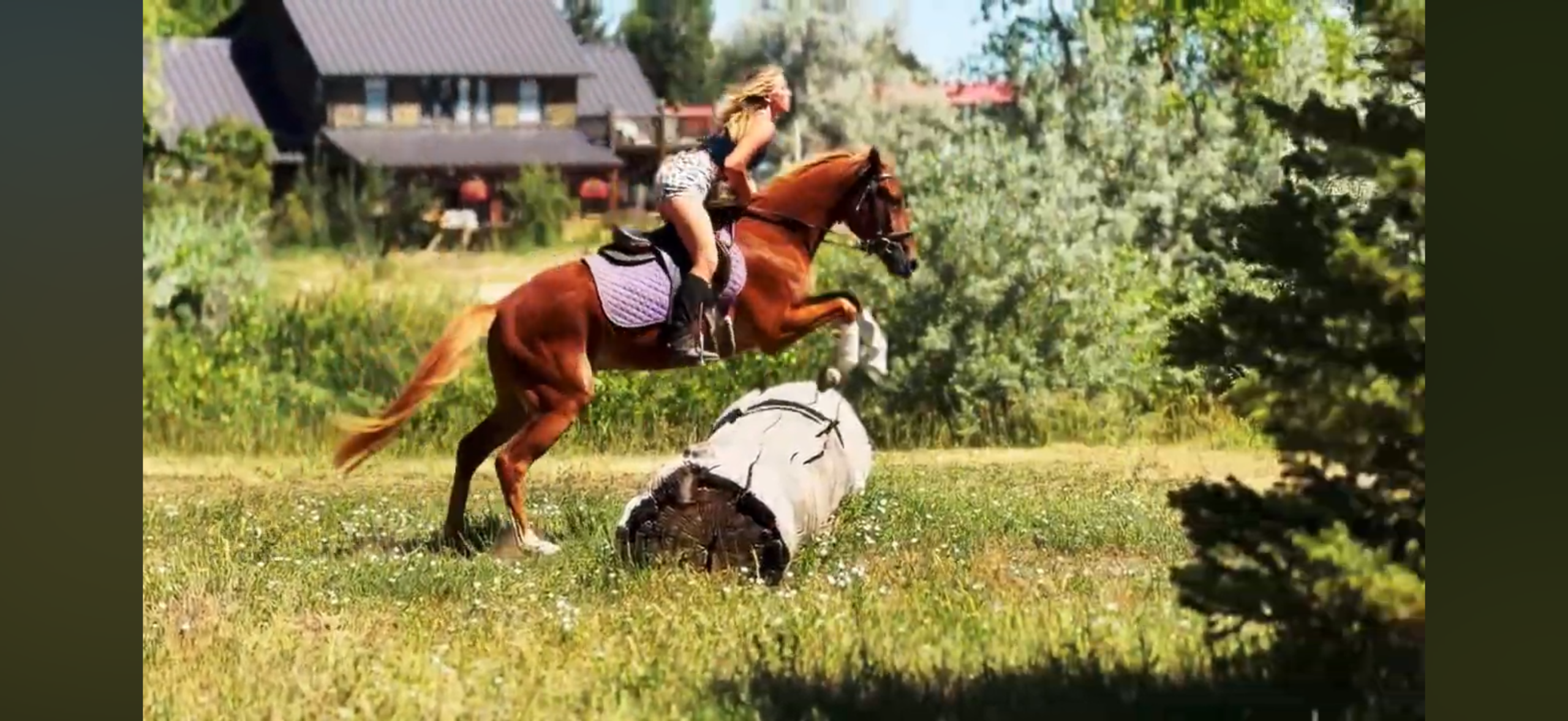 Sorrel, OH/Belgian Cross gelding