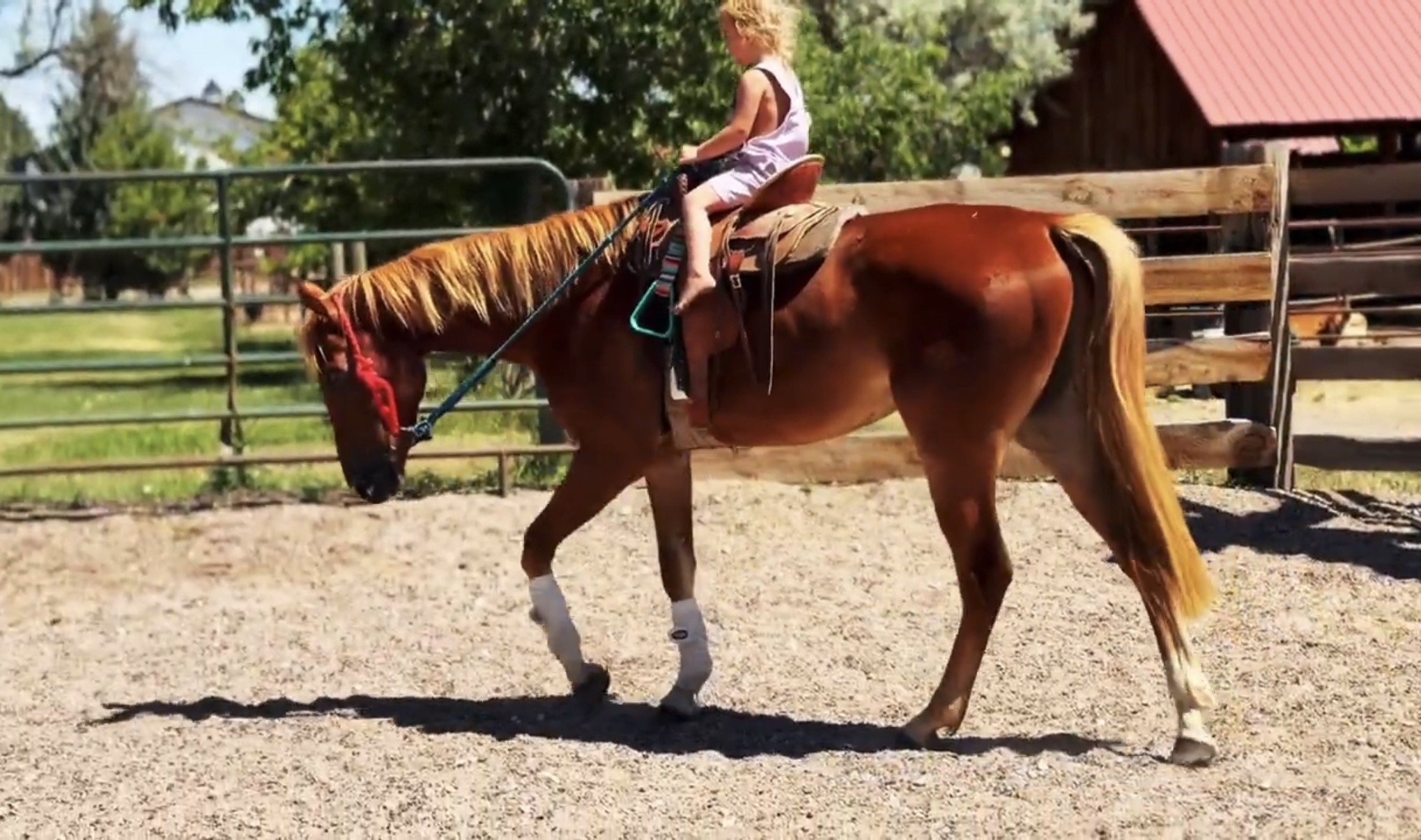 Sorrel, OH/Belgian Cross gelding