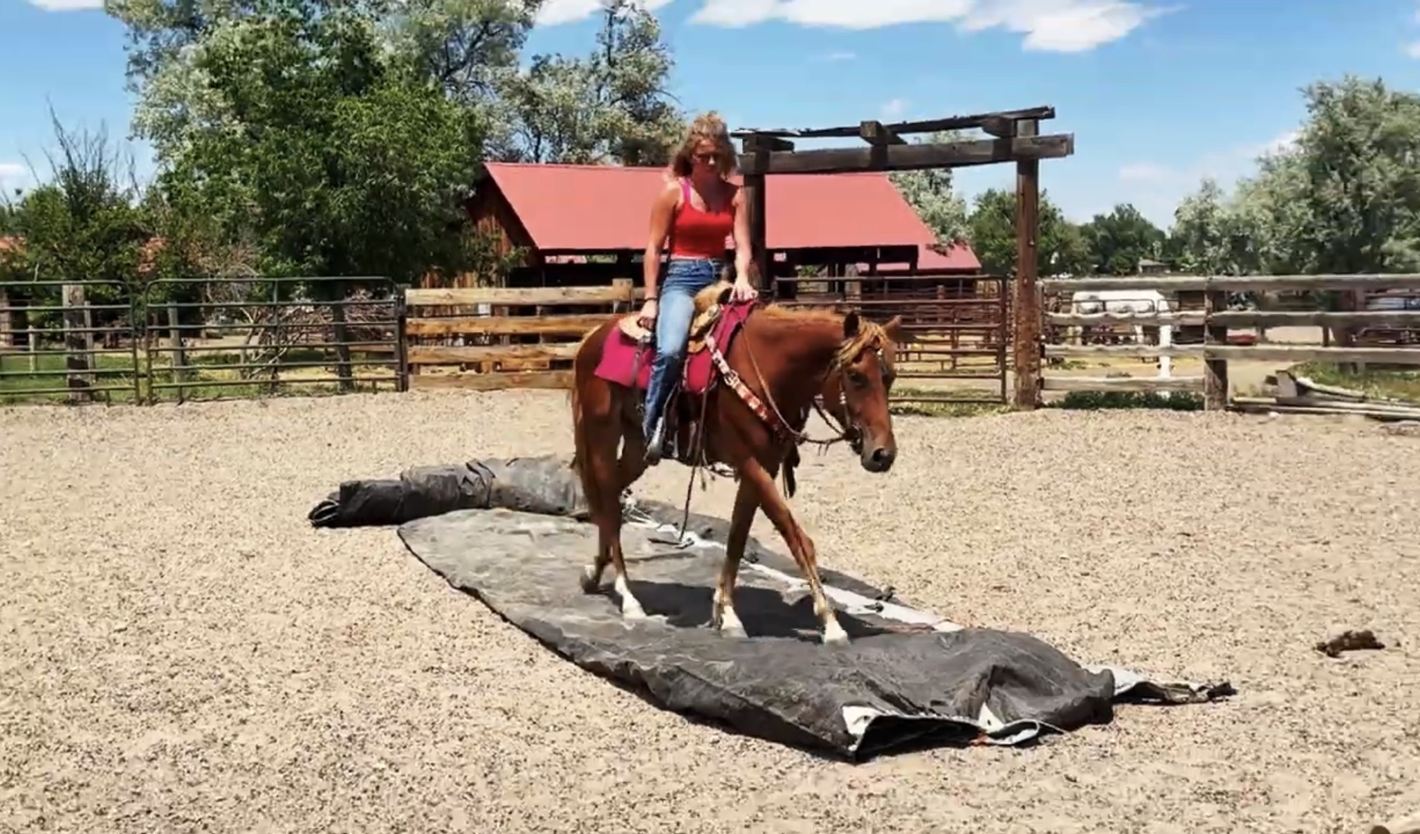 Sorrel, OH/Belgian Cross gelding