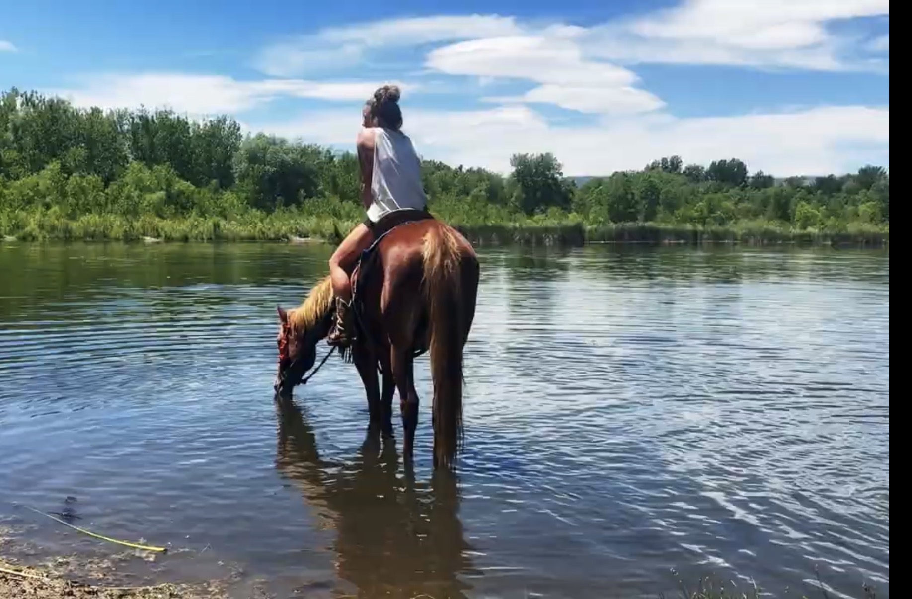 Sorrel, OH/Belgian Cross gelding