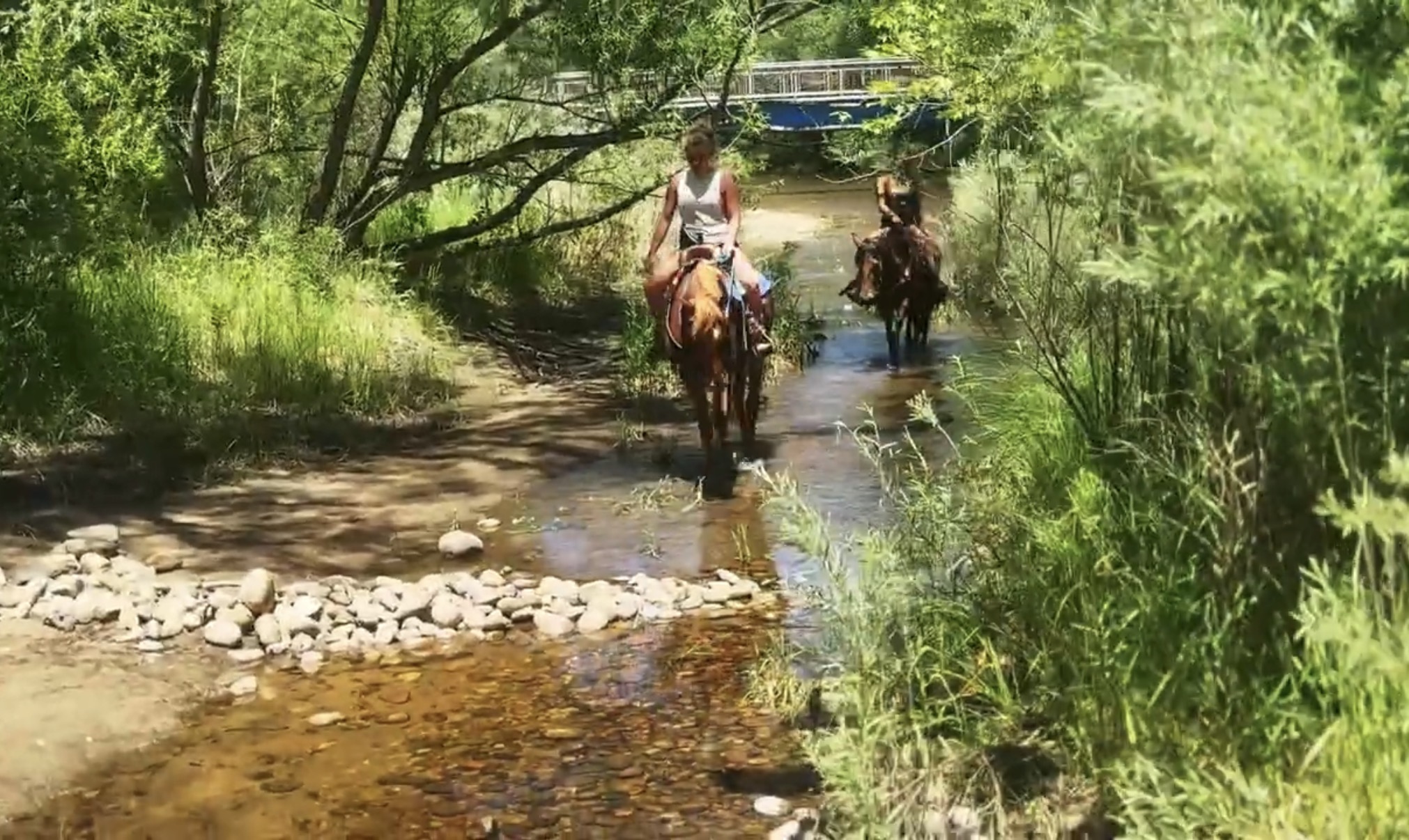 Sorrel, OH/Belgian Cross gelding