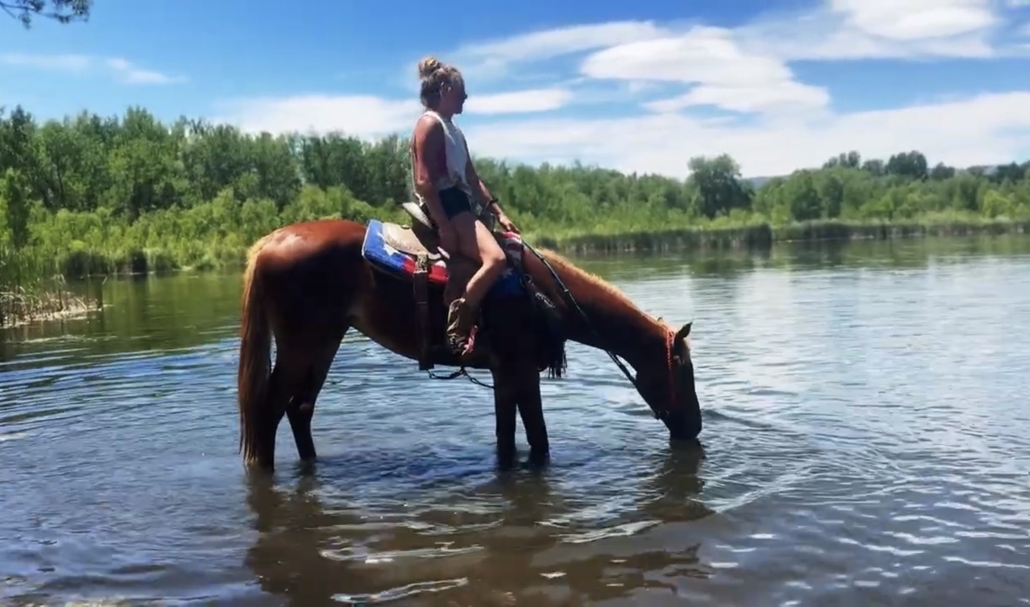 Sorrel, OH/Belgian Cross gelding