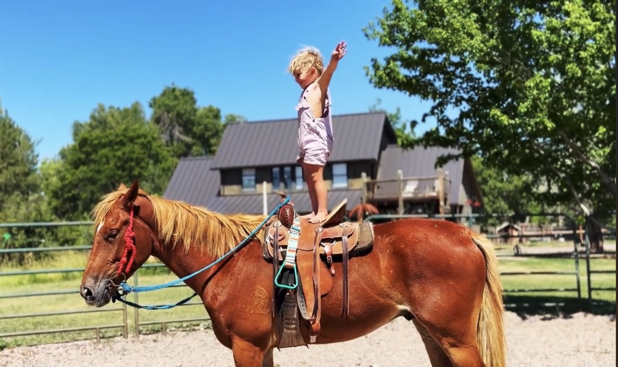 Sorrel, OH/Belgian Cross gelding