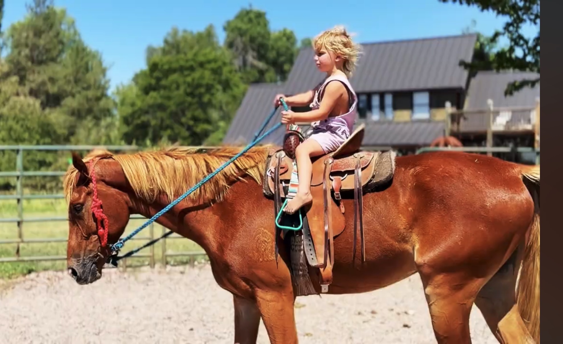 Sorrel, OH/Belgian Cross gelding