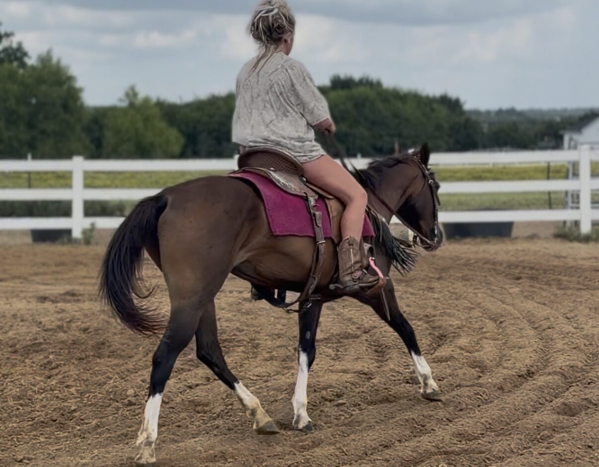 12 YO Bay mare