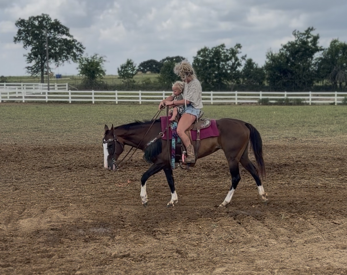 12 YO Bay mare