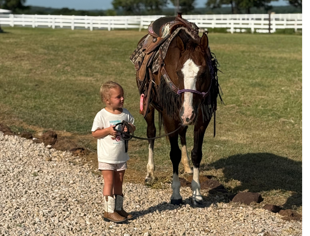 12 YO Bay mare