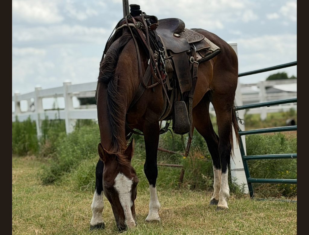 12 YO Bay mare
