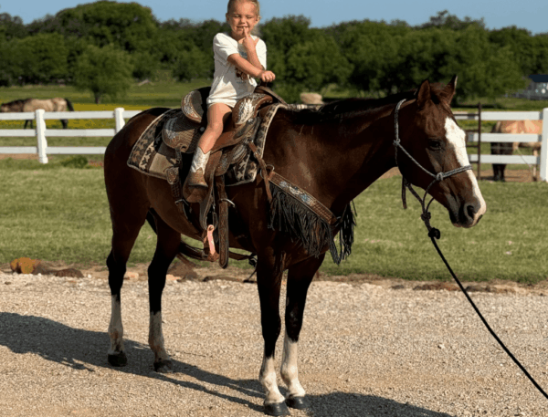 12 YO Bay mare