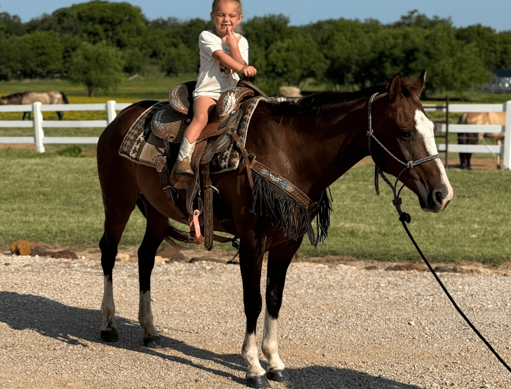 12 YO Bay mare