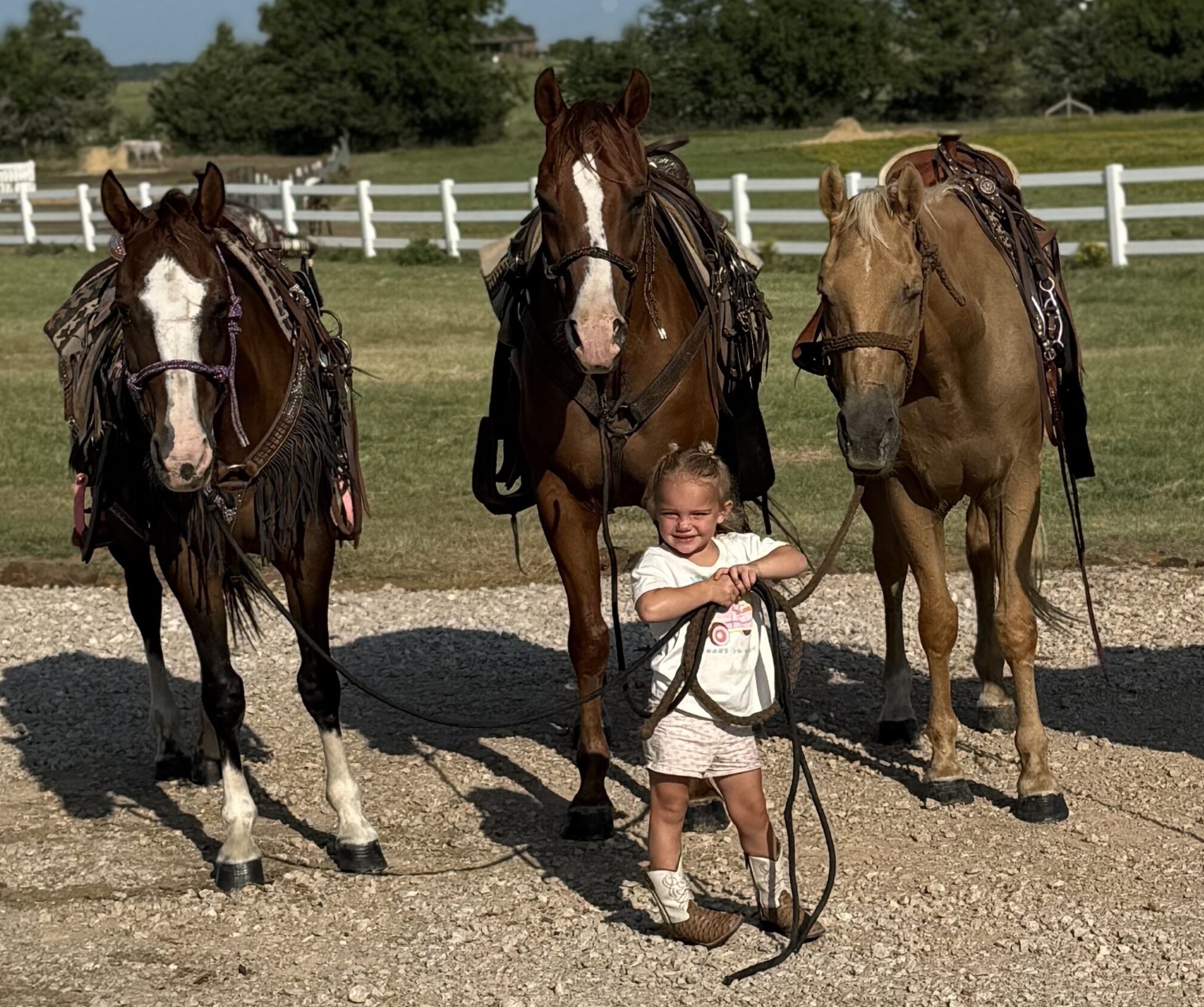 12 YO Bay mare