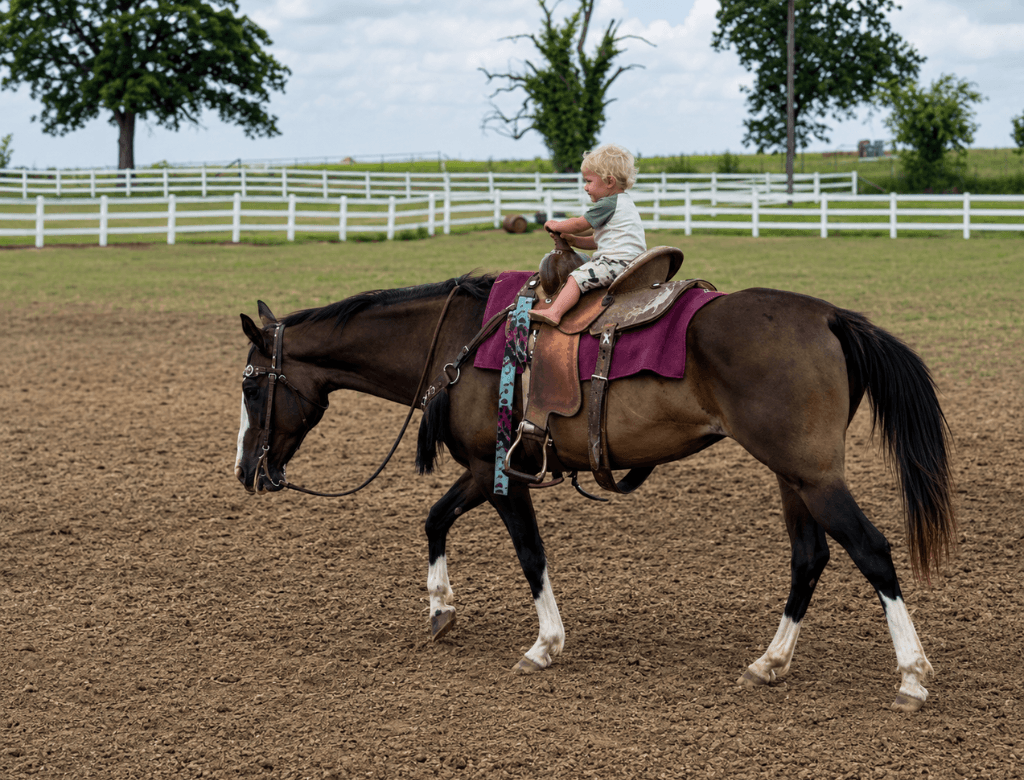 12 YO Bay mare