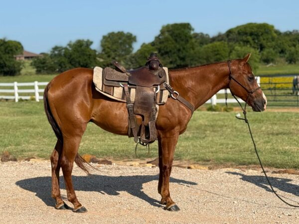 Sorrel gelding 12 yrs old