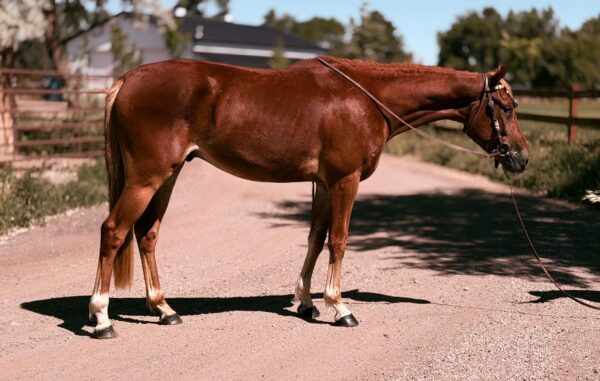 Sorrel, OH/Belgian Cross gelding