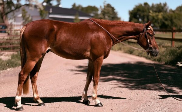 Sorrel, OH/Belgian Cross gelding